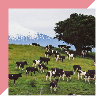 Cattle grazing and feeding on grass